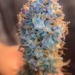 Granny Candy (exotics)