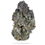 Glitter bomb (exotics) A++