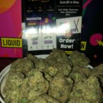 Tora bora (exotics) A++