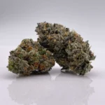 Alien dawg (exotics) A++