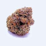 Purple pink (exotics) A++