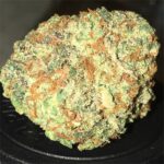 Gelato (greenhouse)