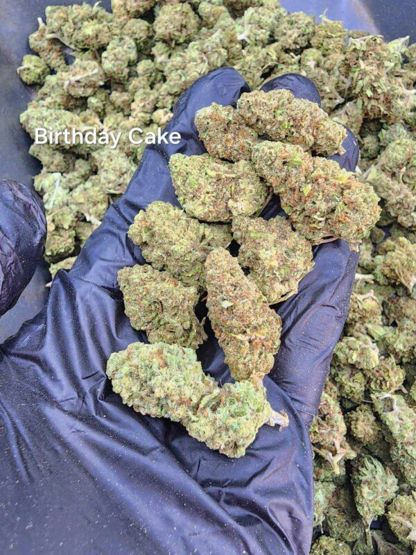 Birthday cake  (greenhouse) - Image 2
