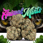 Animal Mints (indoor)