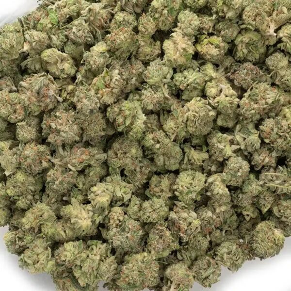 Larry Bird (indoor)