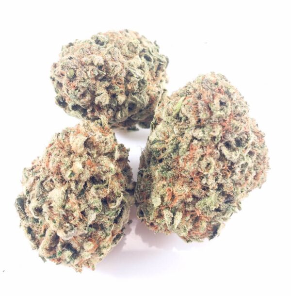 Red cherry pie (greenhouse)