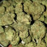 7star tangy  (Greenhouse)
